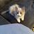 9 week old Blue Mink Bicolor Ragdoll 1 thumbnail