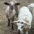 Katahdin whethers and ewes 4 thumbnail