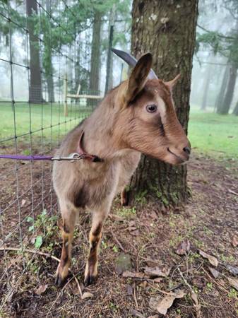 Commerical Dairy Doeling 1