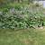 Variegated Hostas 3 thumbnail