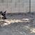 Sweet German Shepherd needs loving home! 4 thumbnail