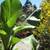 Closing Nursery low price plants Open 9-1 in Capitola 5 thumbnail