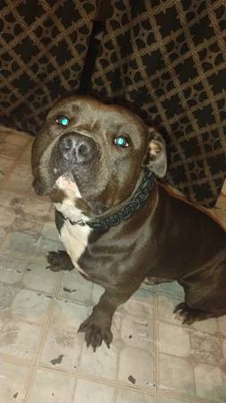 Macho XL bully (San Antonio)63372836540033121