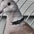 Doves and Birdcage 3 thumbnail