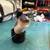 PRO Boat Electric Decoy Retrieval Duck 4 thumbnail