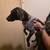 German shorthaired pointer female last one 1 thumbnail