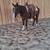 Super broke gelding 2 thumbnail