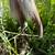 Goat & Small Livestock Hoof Trimming/Disbudding/Vaccinating Service 1 thumbnail