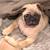 Pug 3 thumbnail