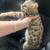 Bengal 9 thumbnail