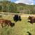 Dexter bull calves (intact) for sale 4 thumbnail