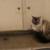 Re-homing adorable cat 4 thumbnail