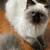 Himalayan cats 1 thumbnail