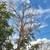 Fire Wood 6 thumbnail