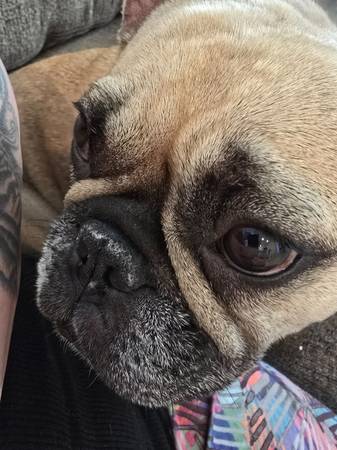 Perra Bulldog Francés de 4 años (Las Vegas)63860183926145122