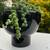String of Pearls in Ceramic Vase 1 thumbnail