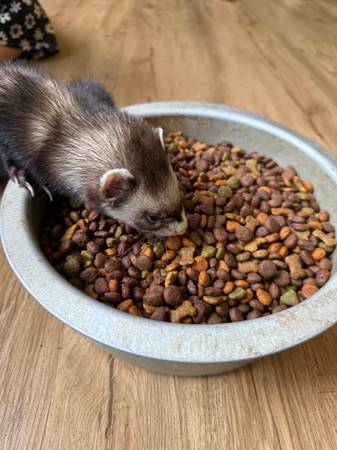 Ferret63839344694403120