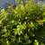 Beautiful, mature plants for sale - ficus benjamina, avacado, etc 4 thumbnail