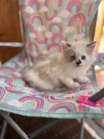 Seal Point Rag***Doll Kittens63874561175297122