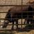 Longhorn/ corriente cattle 5 thumbnail