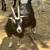 Friendly Silky Fainter Nanny Goat and her two Babies 4 thumbnail