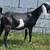 ADGA Purebred Nubian Bucks 4 thumbnail