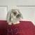 Holland lop bunnies 2 thumbnail