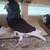 Beautiful Old Dutch Capuchine Fancy Pigeons - Please Read Description 6 thumbnail