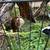 3 free male guinea pigs 5 thumbnail