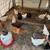Assorted Egg-Laying Hens ($10 each / Discount for Multiples) 1 thumbnail