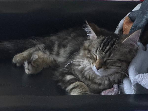 Mainecoon grey tabby63950516257795120