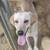 Yellow lab 2 thumbnail