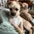 Adorable small mixed breed puppy! 1 thumbnail