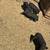Mini pigs 2 thumbnail