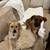 Black Mouth Cur 1 thumbnail