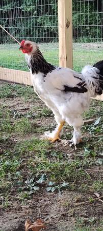 Light Brahma Rooster 1