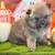 Pomeranian Pumpkins 4 thumbnail