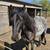 Gypsy cross gelding 3 thumbnail