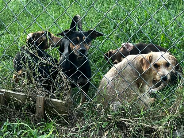 Perros jóvenes y pequeños necesitan hogares (Altha)63383014818817123