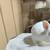 Rabbits 4 thumbnail