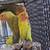 Lovebirds 11 thumbnail