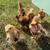 Egg-cellent Layers!!! Chickens 3 thumbnail