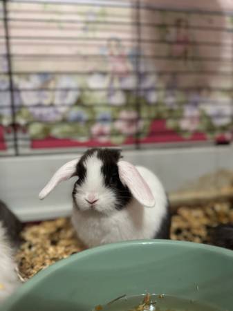 Holland lops (Marietta)63922481349506124