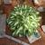 Hostas / Blue Fescue / Perennials 5 thumbnail