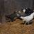 Pullets 4 thumbnail