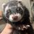 Ferrets 2 thumbnail