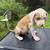 Brindle Pitbull Puppies..50 rehome fee 8 thumbnail
