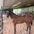 AQHA colt horse 4 thumbnail