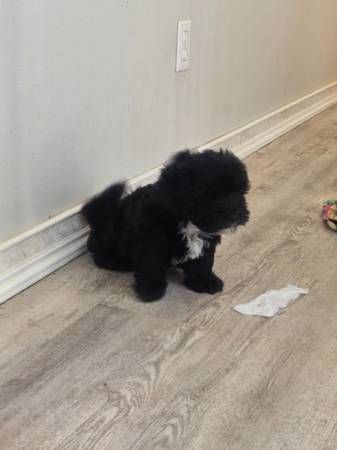 Bichon fre mix571142212337029127