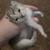 Calico kitten needs loving indoor family 4 thumbnail